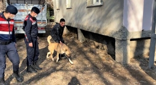 Kahramanmaraş’ta köpek dövüşçülerini HAYDİ ekipleri yakaladı