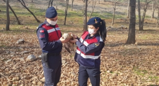 Yaralı şahine jandarma sahip çıktı