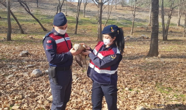Yaralı şahine jandarma sahip çıktı