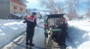 Kahramanmaraş’ta başıboş pitbula el konuldu