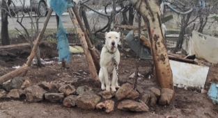 Kahramanmaraş’ta kimliksiz Pitbull’a el konuldu