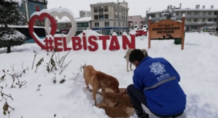Sokak hayvanları için yem ve mama bırakıldı