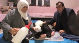 Erken doğan buzağıya bebek gibi bakıyor