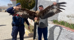 Yaralı kartala jandarma sahip çıktı