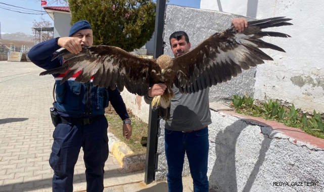 Yaralı kartala jandarma sahip çıktı