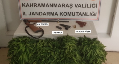 Kahramanmaraş’ta cezaevi firarisi kenevir yetiştirirken yakalandı