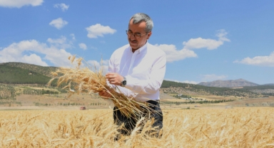 Başkan Güngör Buğday Hasadına Katıldı