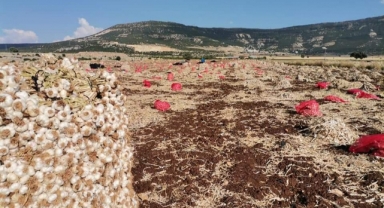 -Kahramanmaraş’ta beyaz altın hasadı yüzleri güldürdü
