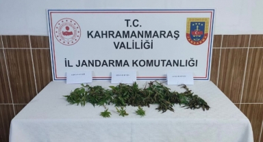Kahramanmaraş’ta evinde kenevir yetiştirdi yakalandı