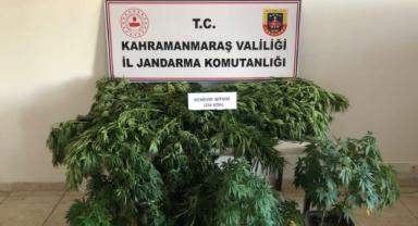 Pazarcık’ta evlerinde kenevir yetiştiren 2 kişi yakalandı