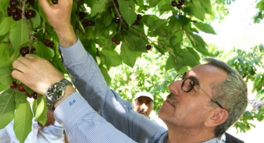 Başkan Güngör; “Çiğşar Kirazı’nın Marka Değerini Artıracağız”