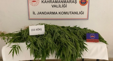 -Elbistan’da evinde kenevir yetiştirdi gözaltına alındı
