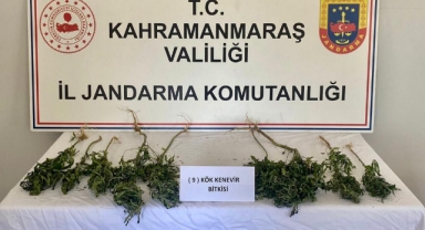 Evinde uyuşturucu yetiştirdi gözaltına alındı