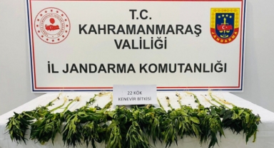 Evinin bahçesinde kenevir yetiştirdi yakalandı