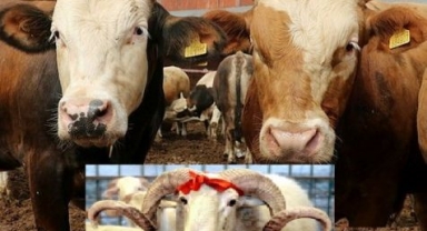 Onikişubat’taki kurbanlık satış ve kesim yerleri belli oldu