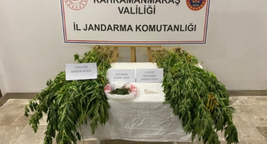 Afşin’de 145 kök kenevir bitkisi ele geçirildi