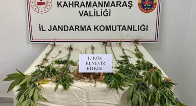 Afşin’de evinin bahçesinde kenevir yetiştirdi: 1 gözaltı