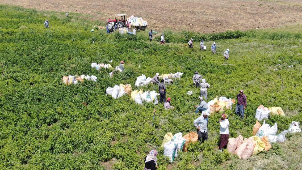 Büyükşehir’in Fide Desteği Çiftçiye Bereket Oldu