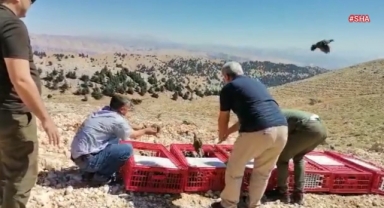 Kahramanmaraş’ta 15 bin kınalı keklik doğaya salındı