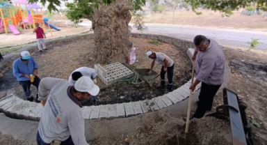 Asırlık Çınar’ın Çevresi Güzelleştiriliyor