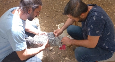 DULKADİROĞLU MİNİ HAYVANAT BAHÇESİNDE BAKIM ÇALIŞMASI YAPILDI