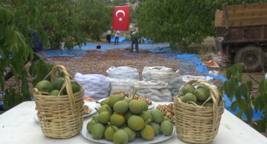 -Kahramanmaraş’ta 80 bin ton ceviz rekoltesi bekleniyor