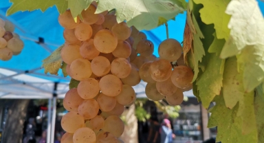 Kahramanmaraş’ta Şıra Festivali