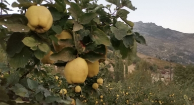 -Kahramanmaraş’ta ayva hasadına başlandı