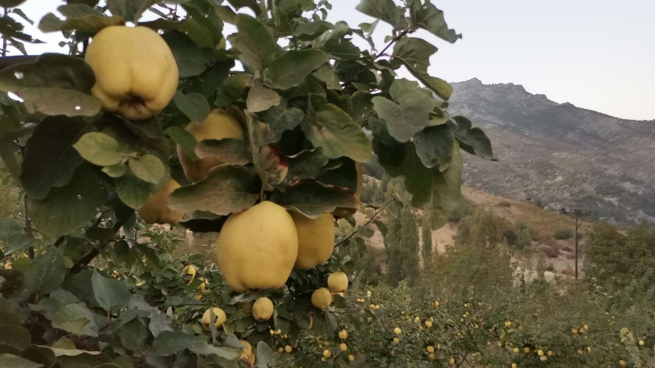 -Kahramanmaraş’ta ayva hasadına başlandı