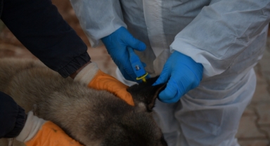 Akın; sokak köpeklerinin rehabilitasyonu ve çip takılma çalışmalarıyla ilgili değerlendirmelerde bulundu.
