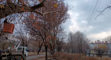 Budanan ağaç dalları, dar gelirli ailelere ulaştırılıyor