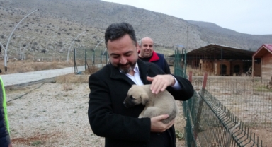 Hem sokak hayvanları korunacak, hem de insanlarımız