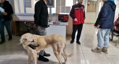 -Kahramanmaraş’ta 2 bin 815 hayvana çip takıldı