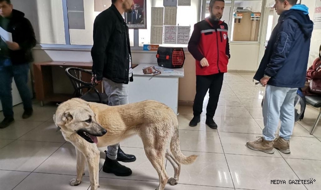 -Kahramanmaraş’ta 2 bin 815 hayvana çip takıldı