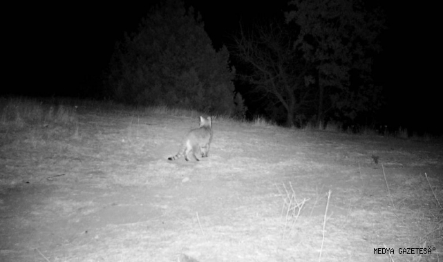 Kahramanmaraş’ta yaban hayatı foto kapana yansıdı