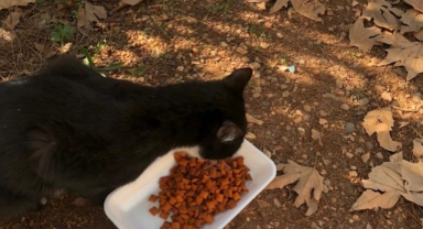 Kahramanmaraş’ta cami kubbesinde mahsur kalan kedi kurtarıldı