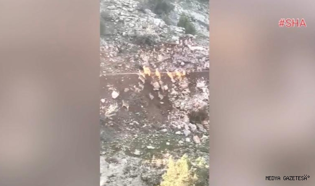 Deprem anında dağ keçilerinin kaçışı kamerada
