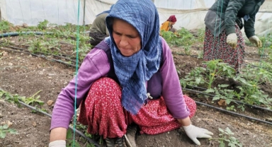 Deprem bölgesinde serada salatalık hasadı başladı