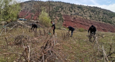 Deprem bölgesinde bağ budama mesaisi başladı