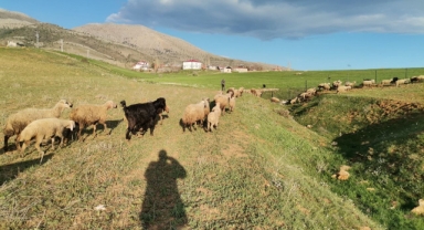 Kahramanmaraş’ta göçerler yaylaya çıktı