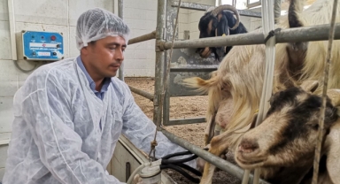 Kahramanmaraş’ta keçi üretimi yeniden başladı