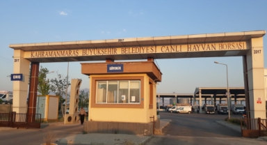 Canlı Hayvan Borsası’nda Padok Kiralama İşlemleri Başladı!