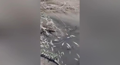 Afşin’de toplu balık ölümleriyle ilgili inceleme başlatıldı