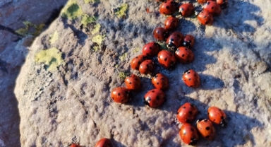 Kahramanmaraş'ta uğur böcekleri moral verdi