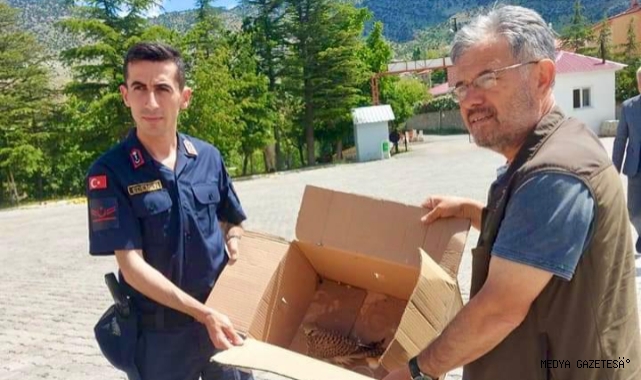 Yaralı kerkenez yavrusuna jandarma sahip çıktı