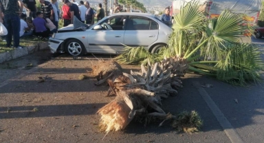 Kahramanmaraş’ta otomobil palmiye ağacına ok gibi saplandı