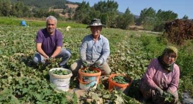 KORNİŞON SALATALIĞININ HASADINDA DEVAM EDİYOR