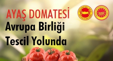 AYAŞ DOMATESİNE AB TESCİLİ