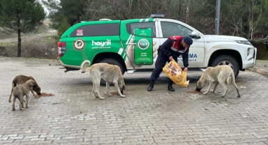 Jandarma sokak hayvanlarını besledi