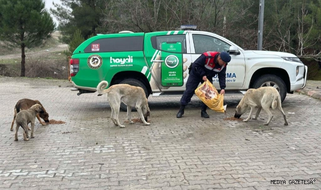 Jandarma sokak hayvanlarını besledi